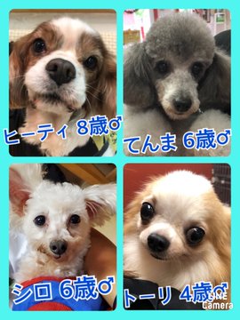 🐾今日の里親様募集中ワンコ🐶メンバーです🐾2020,9,24